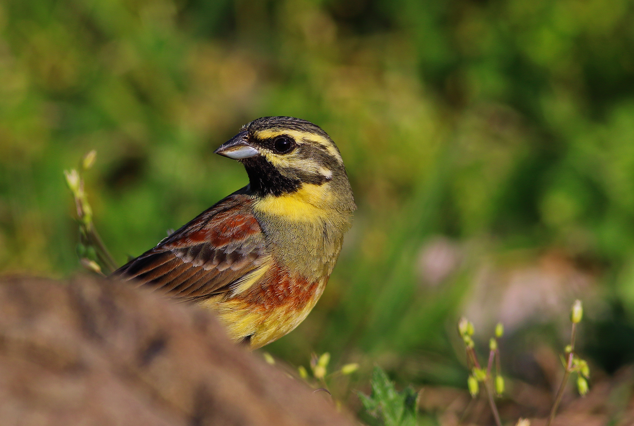Cirl Bunting